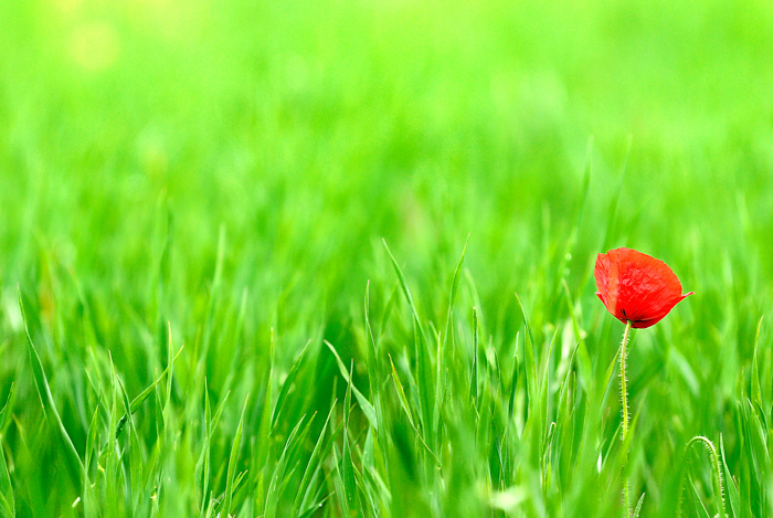 Amapolas en Tarazona de la Mancha (Spain)