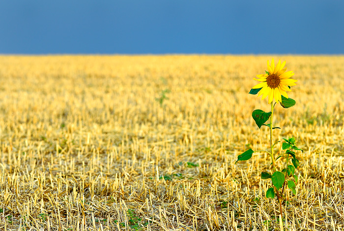 El girasol (Tarazona de la Mancha-Spain)