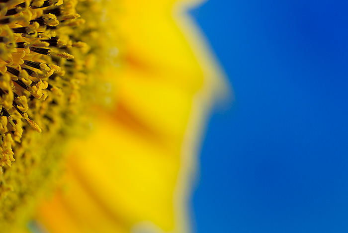 Spain is yellow (Tarazona de la Mancha)