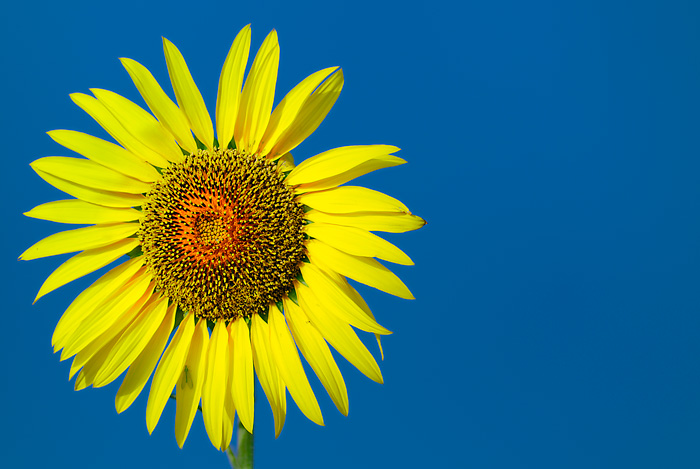 Soleil (Tarazona de la Mancha - Spain)