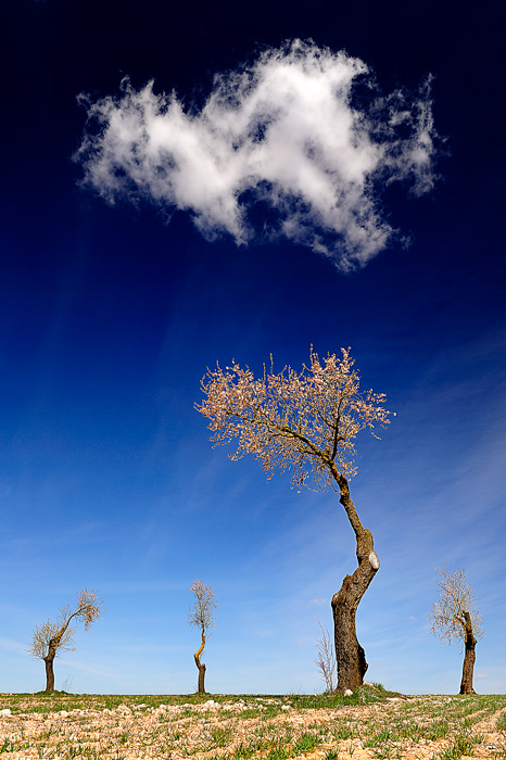 La nube (Tarazona de la Mancha-Spain)