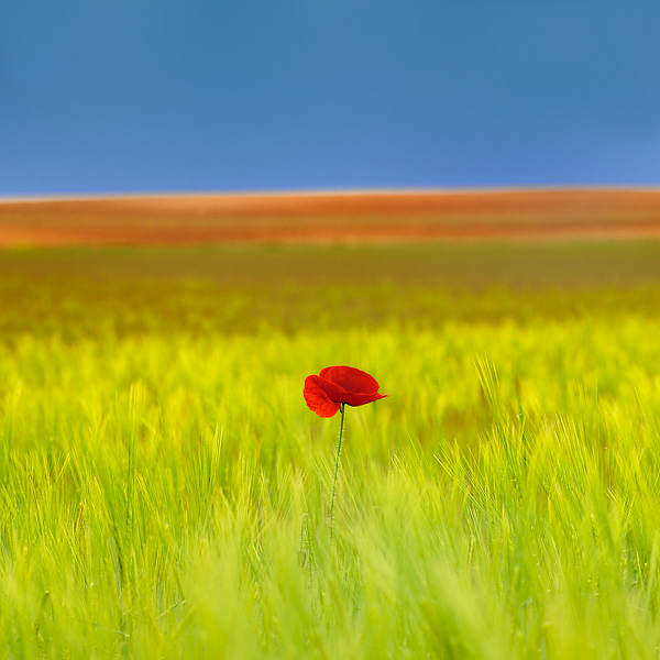 Amapola en formato cuadrado (Tarazona-Spain)