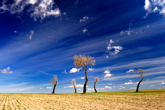 Almendros en flor (Tarazona de la Mancha-Spain)