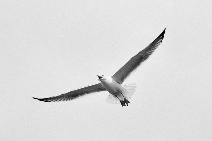 Gaviota del Faro de Mazarrón (Spain)