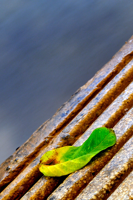 La hoja