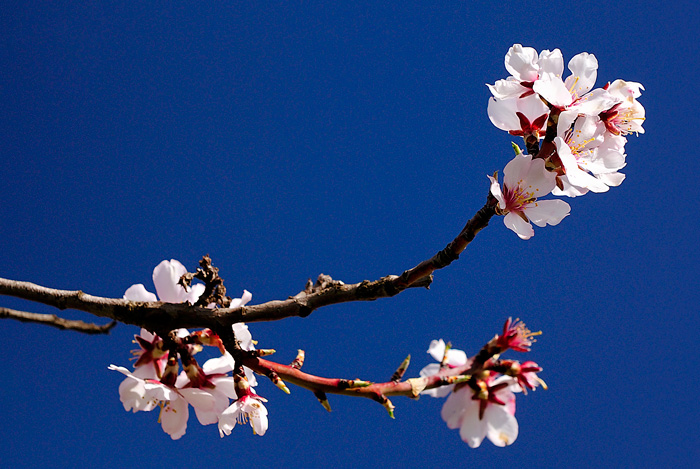 Almendros en flor (Tarazona-Spain)