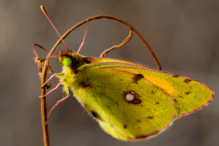 Mariposa al alba (Soria-Spain)