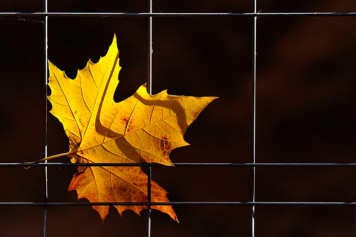 Otoño (Villalgordo del Júcar-Spain)