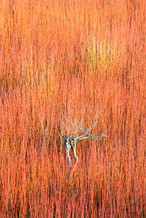 Rouge (Priego -> Spain)