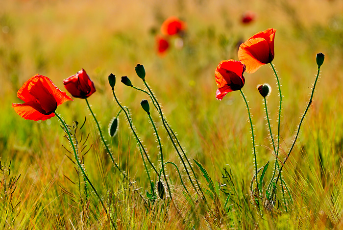 Contraluz (Tarazona de la Mancha - Spain)