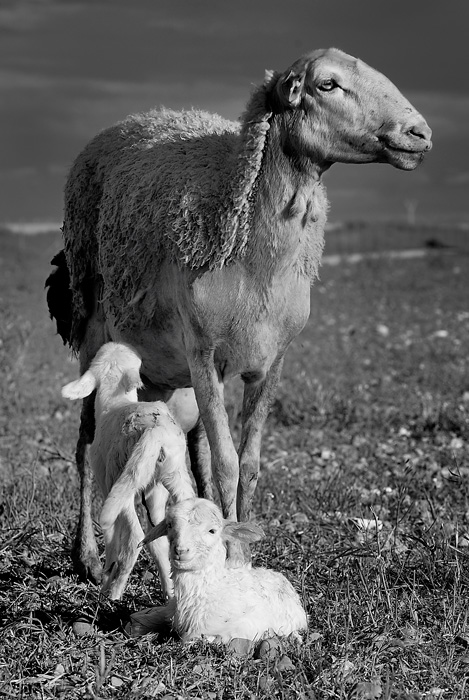 Ternura (Tarazona de la Mancha - Spain)