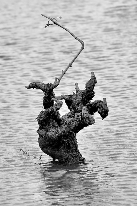 Viñas (Tarazona de la Mancha - Spain)