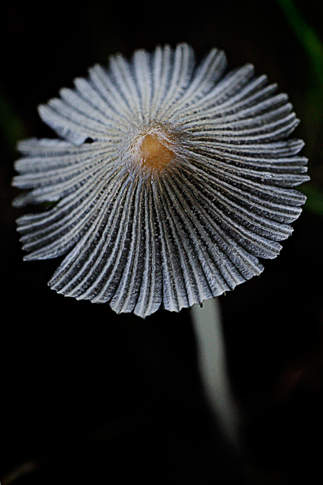 Reino Fungi (Tarazona-Spain)