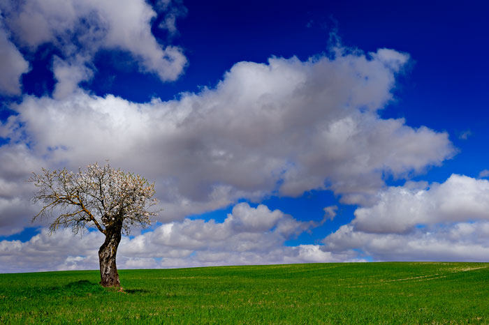 Spring (Tarazona de la Mancha - Spain)