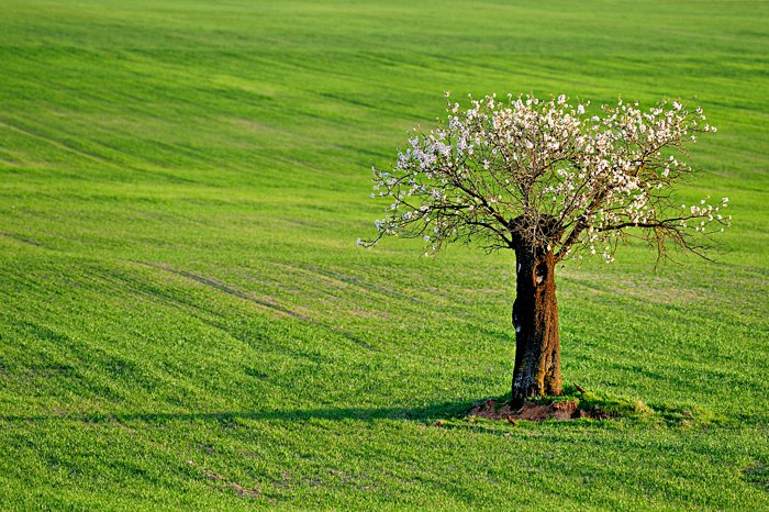 Verde (Tarazona de la Mancha - Spain)