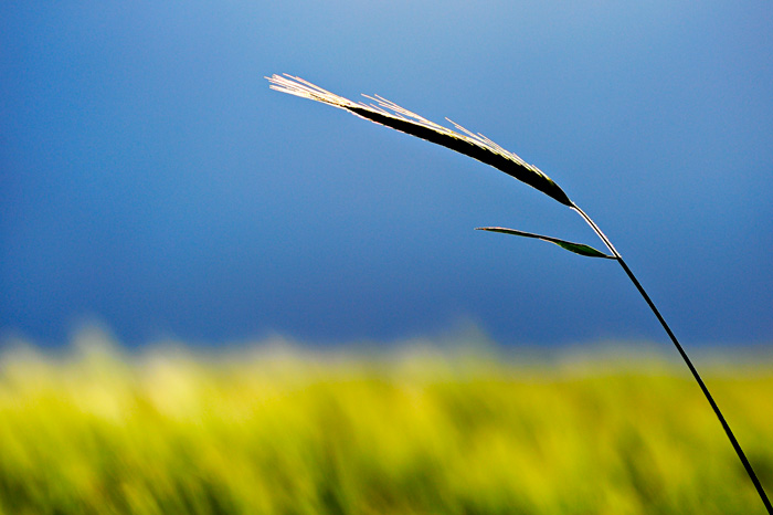 Spring backlight (Tarazona de la Mancha - Spain)
