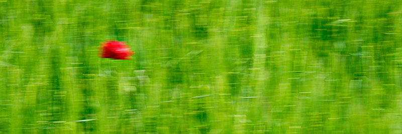 Pop (Tarazona de la Mancha - Spain)