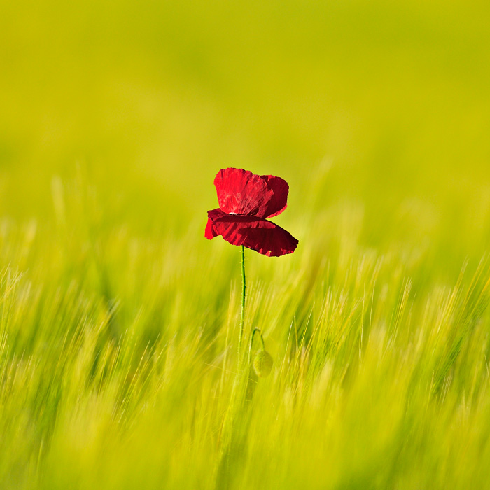 Red (Tarazona de la Mancha - Spain)