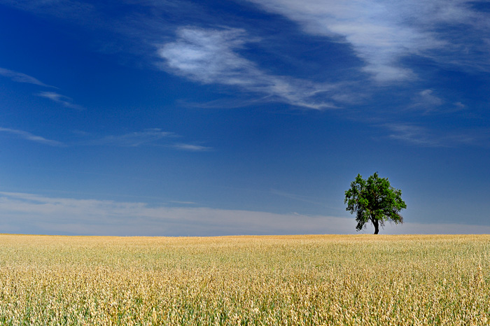 For the summer (Tarazona de la Mancha -Spain)