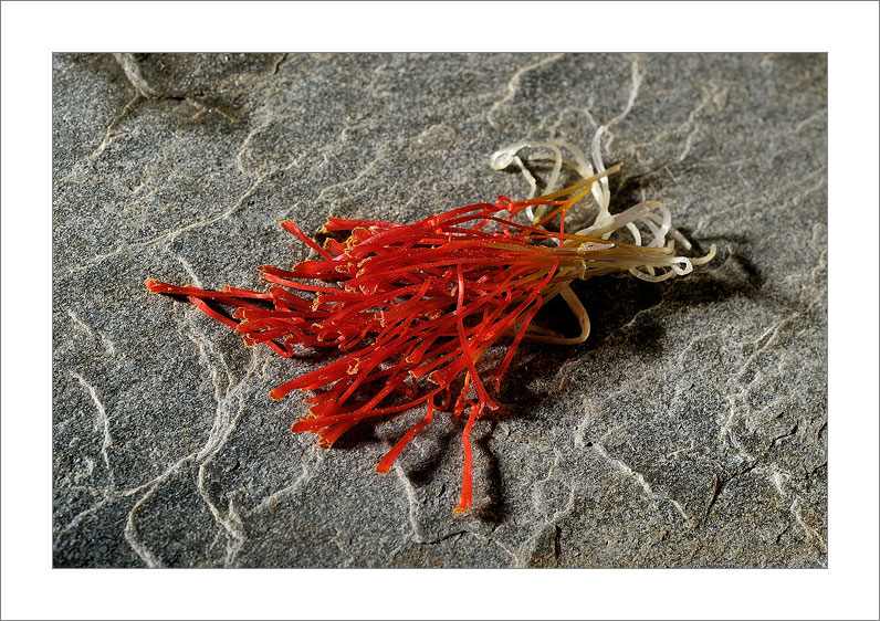 La Mancha Gold (Tarazona de la Mancha - Spain)