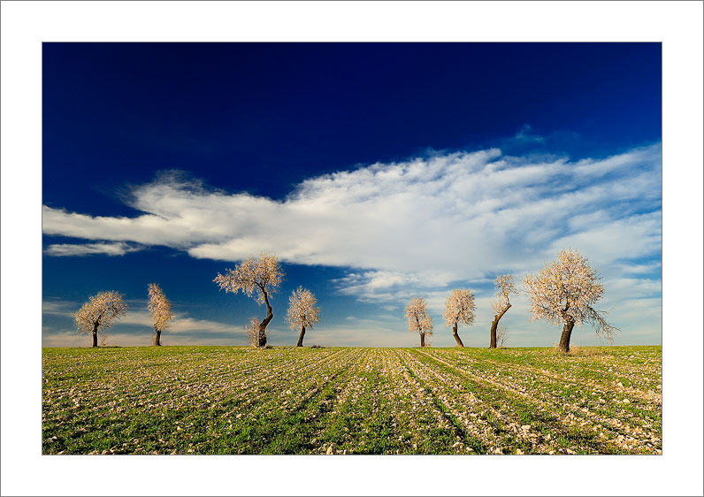 Almendros en Flor (Tarazona de la Mancha - Spain)