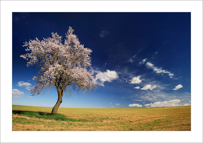 Proximity Spring (Tarazona de la Mancha - Spain)