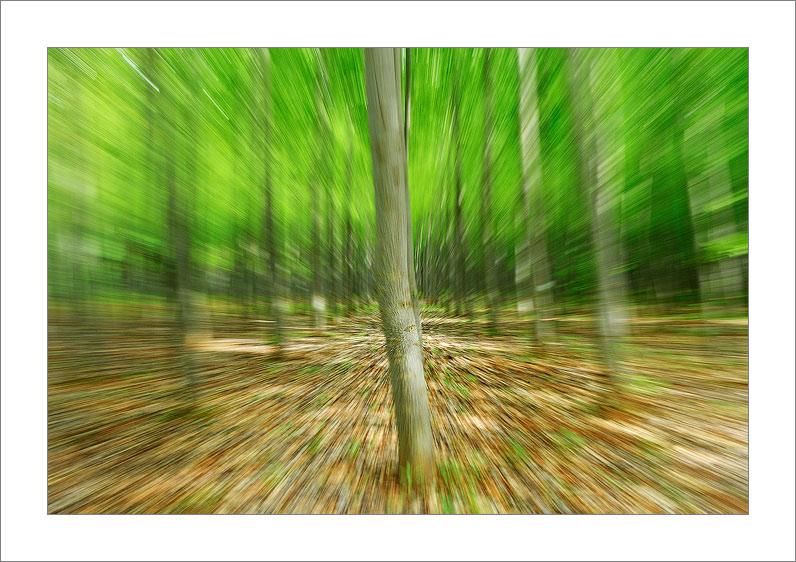 Visions in the forest (Villalgordo del Júcar - Spain)