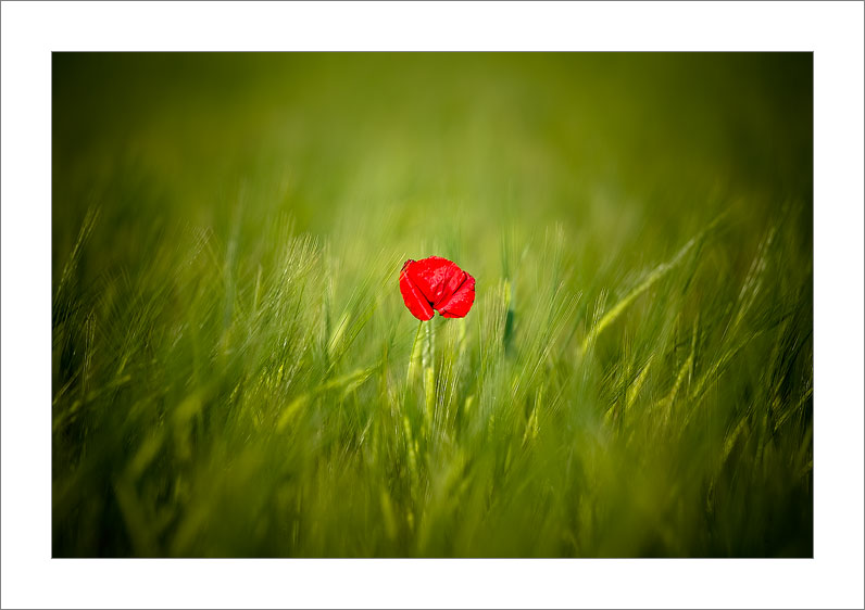 Red-Green (Tarazona de la Mancha - Spain)