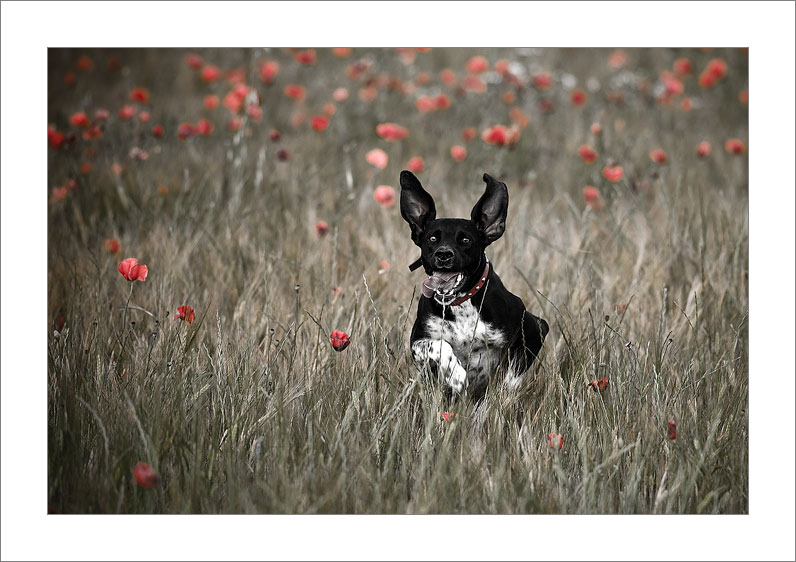 Sheyla Spring (Spain)