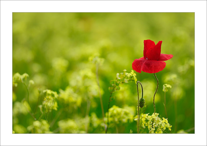 Amapola (Tarazona de la Mancha - Spain)