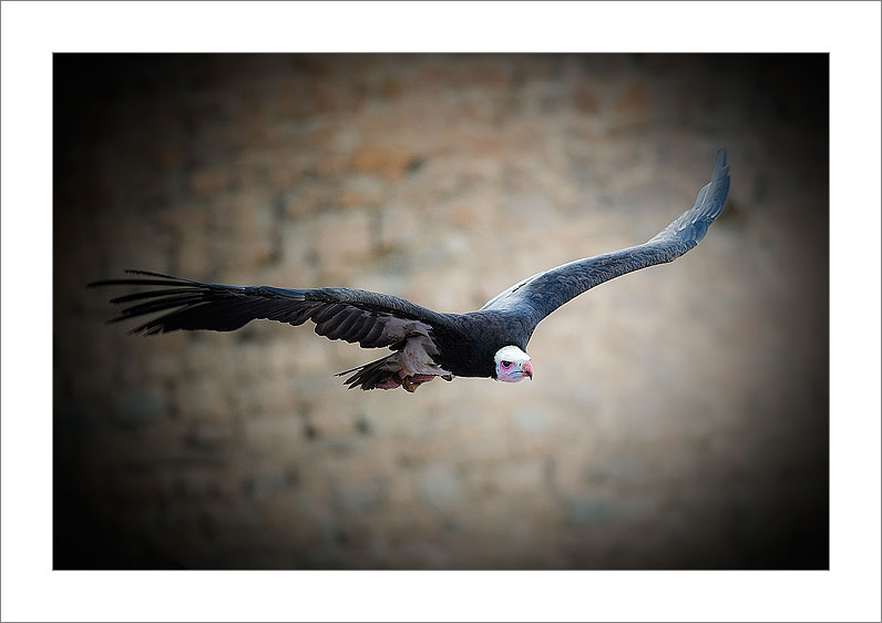 Gypaetus (Cañete - Cuenca - Spain)