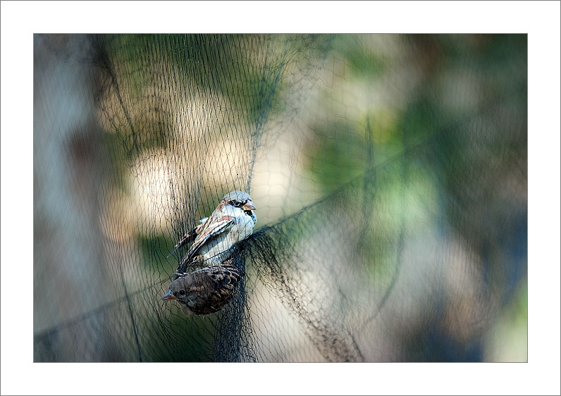 Nacieron para volar libres (Día Mundial de las Aves 2011)
