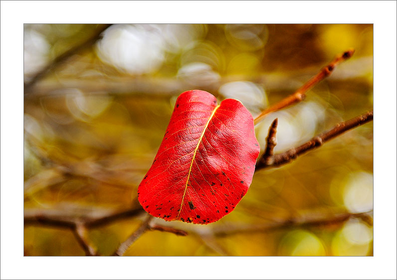 Yellow & Red (Spain)