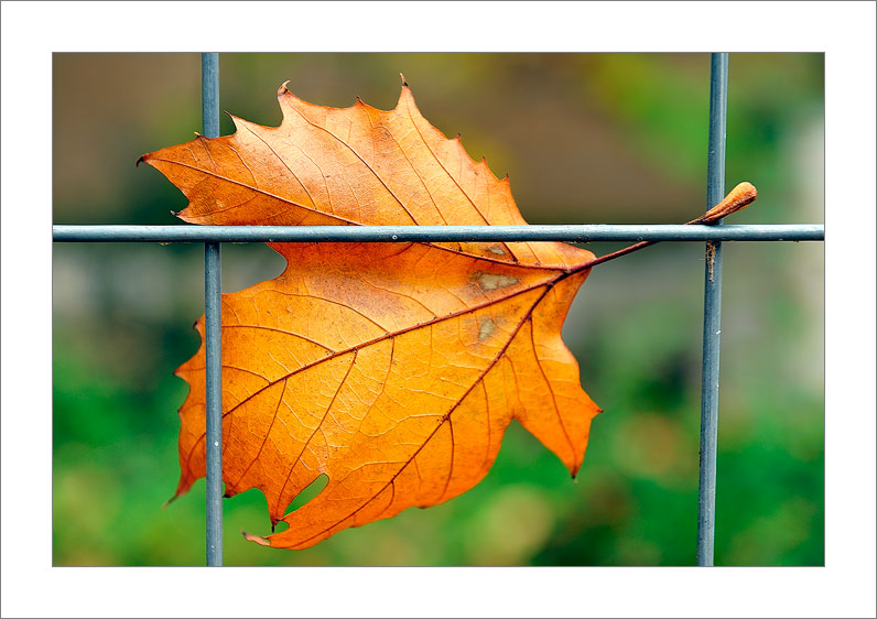 Final Automn (Albacete - Spain)
