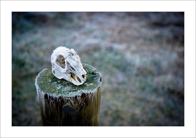 Ice Death