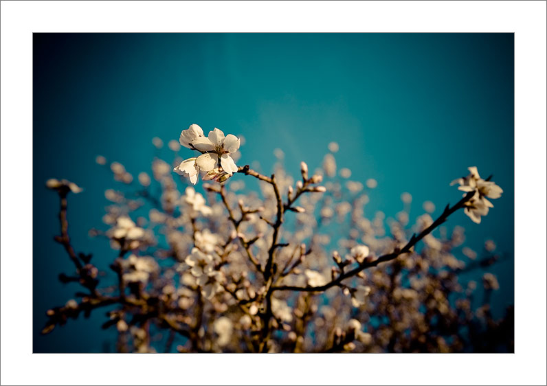 Flores de otro mundo (Tarazona de la Mancha - Spain)