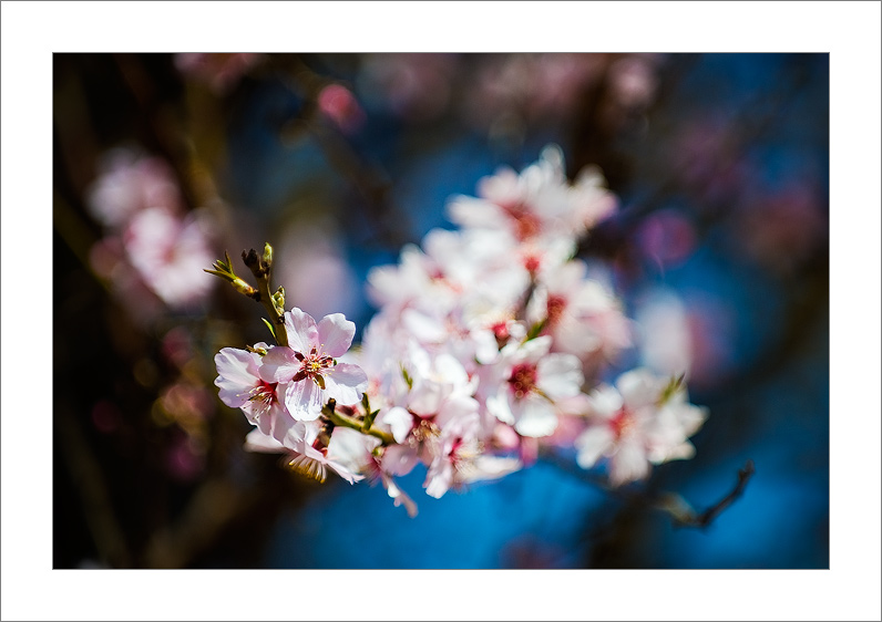 Almendros