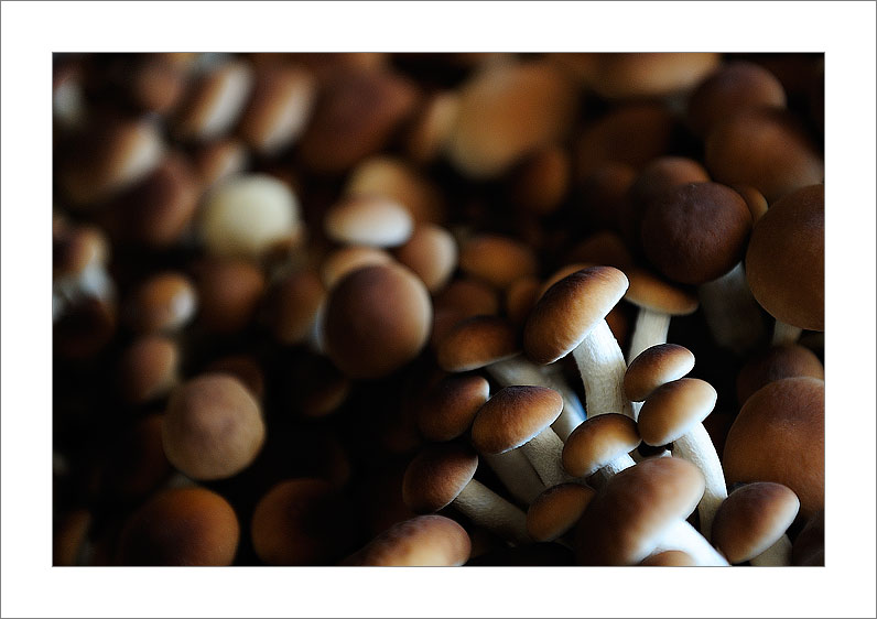 Agrocybe (Seta de Chopo - Spain)