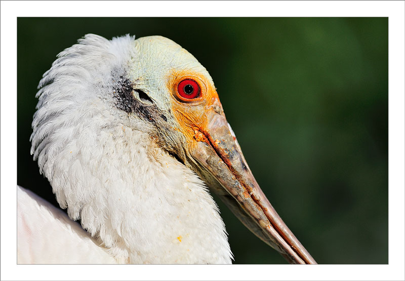 Bird of CAC (VALENCIA)