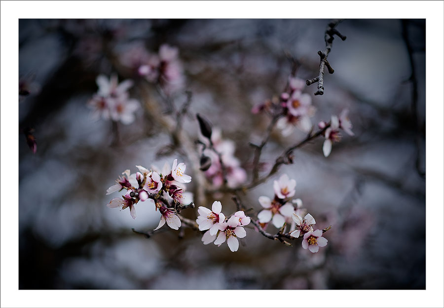 Spain Flowers (Tarazona de la Mancha)