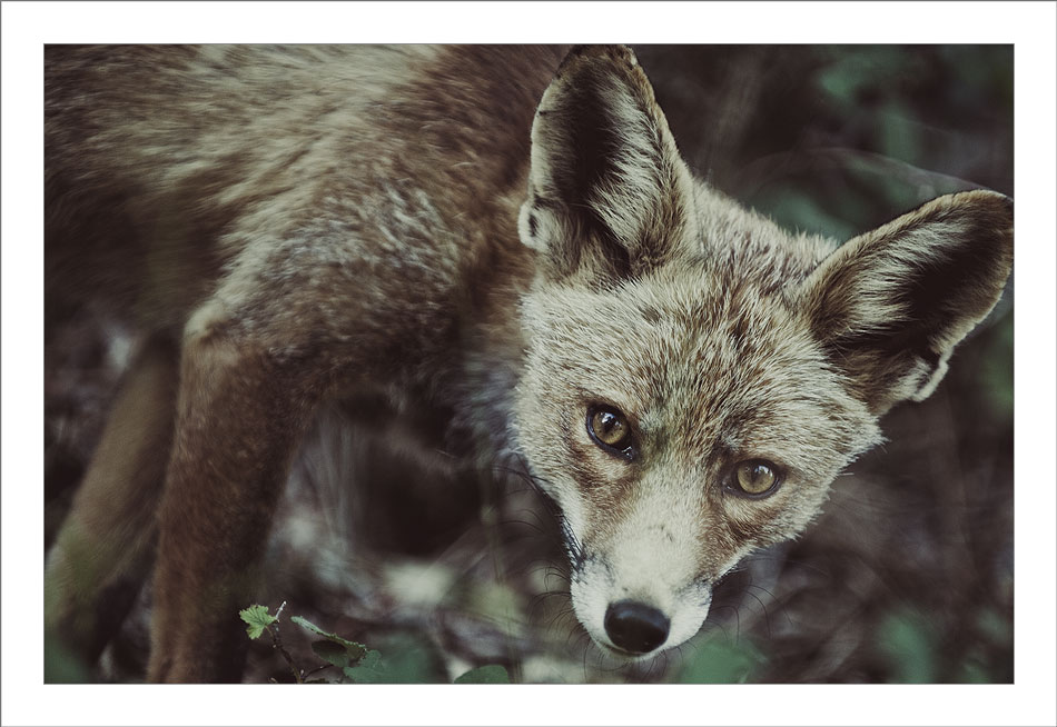 Vulpes Vulpes