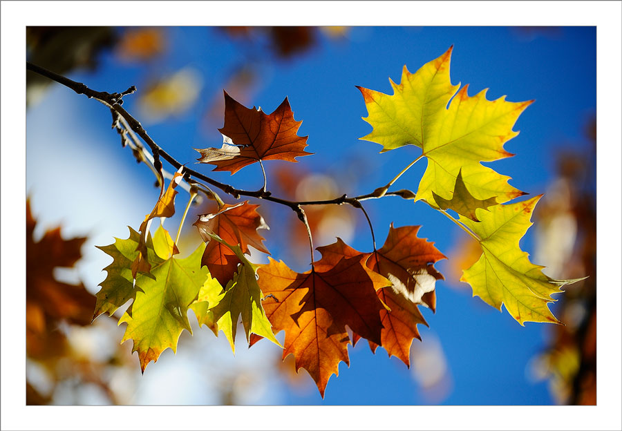 Automn