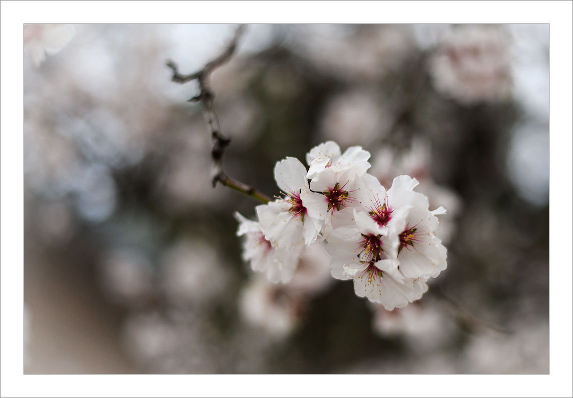 Flowers for -5ºC