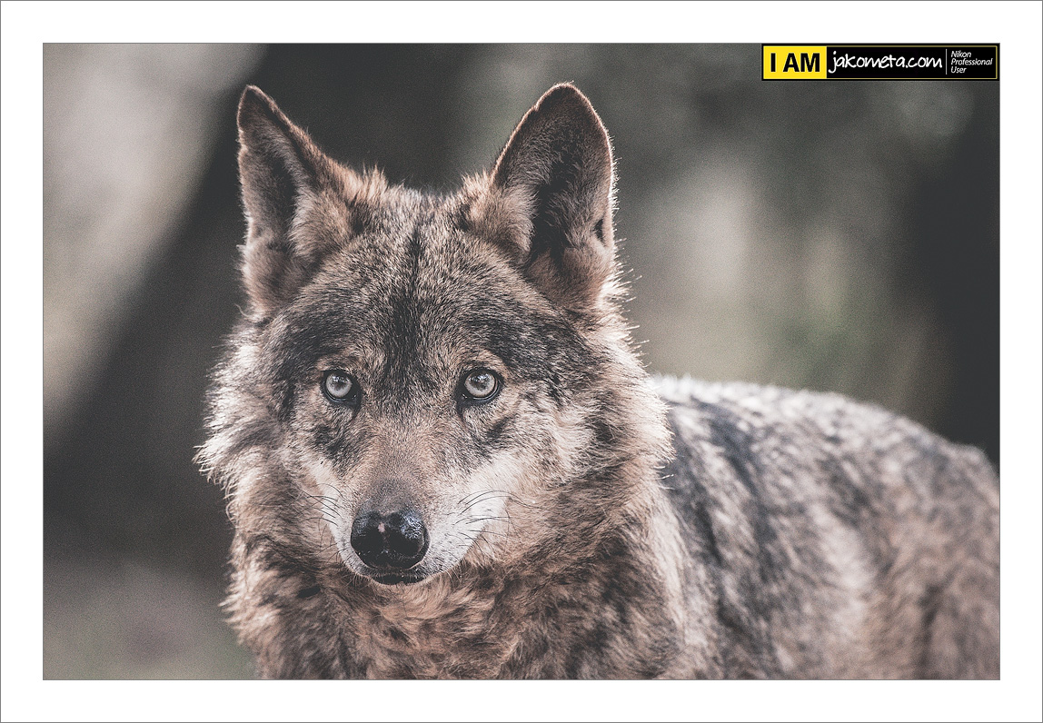 El lobo ibérico