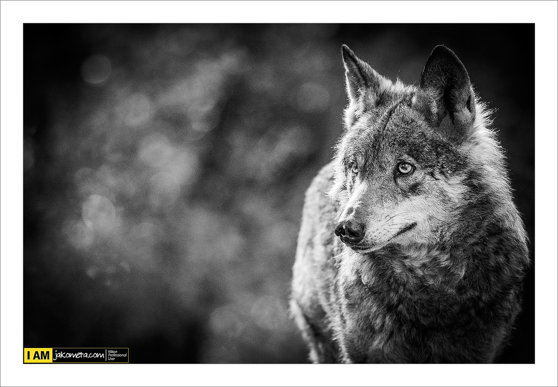 El lobo ibérico (Albacete-Spain)