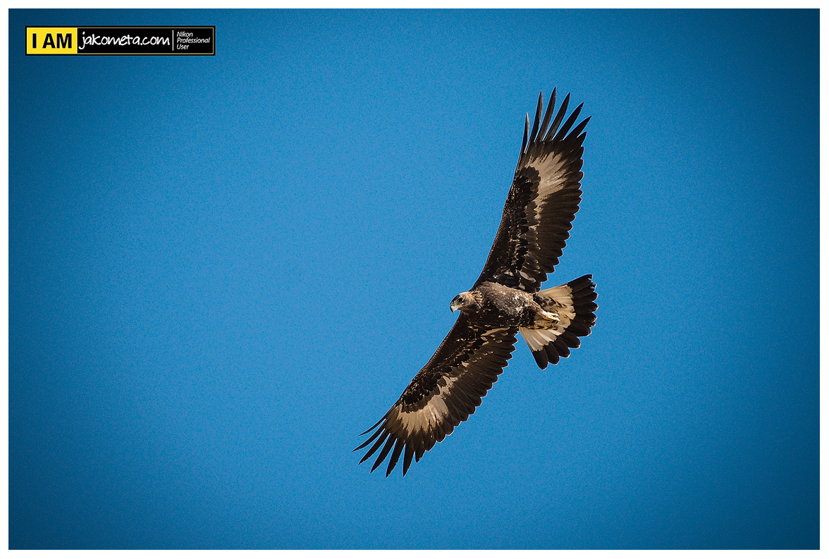 La reina de los cielos, Águila Real