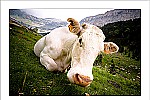 Vaques (Ordesa - Spain)